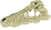 AQUA DELLA Aligator (234-443484) - Ręcznie malowana czaszka aligatora o wymiarach 28,5x14,5x8cm