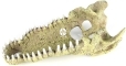 AQUA DELLA Aligator (234-443484) - Ręcznie malowana czaszka aligatora o wymiarach 28,5x14,5x8cm