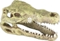 AQUA DELLA Crocodile Head M (234-426517) - Ręcznie malowana czaszka krokodyla o wymiarach 9,5x9,5x10,5cm