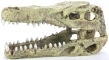 AQUA DELLA Crocodile Head M (234-426517) - Ręcznie malowana czaszka krokodyla o wymiarach 9,5x9,5x10,5cm