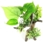 AQUA DELLA FloraScape 6 S (234-432105) - Sztuczny korzeń z roślinami do akwarium