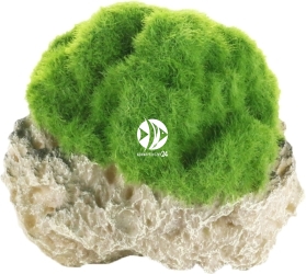 AQUA DELLA Moss Stone (234-430156) - Sztuczna skała z mchem, wisząca wraz z przyssawkami do akwarium