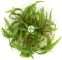 IN-VITRO Cryptocoryne Crispatula - Wysoka roślina zielona, łatwa w uprawie, na trzeci plan