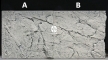 Back To Nature Slim Line White Limestone (03000091) - Płaskie tło modułowe z motywem skalnym do akwarium i terrarium