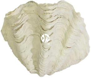 Back To Nature Tridacna Clam S (03000188) - Muszla, ozdoba do akwarium