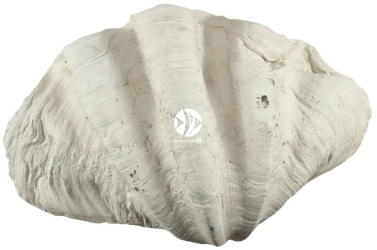 Back To Nature Tridacna Clam XL (03000189) - Muszla, ozdoba do akwarium