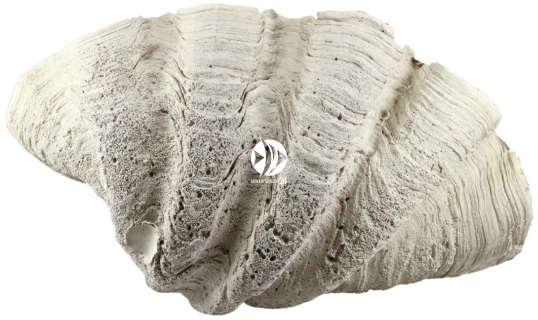 Back To Nature Tridacna Clam L (03000193) - Muszla, ozdoba do akwarium