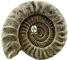 Back To Nature Aquarium Modul Ammonit (03000049) - Moduł, skamielina do akwarium lub terrarium
