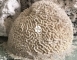 Back To Nature Brain Coral (03010206) - Moduł, ozdobny koralowiec do akwarium