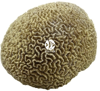 Back To Nature Brain Coral (03010206) - Moduł, ozdobny koralowiec do akwarium