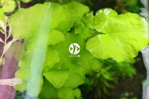 ROŚLINY AKWARIOWE Nymphoides hydrophylla 'Taiwan' (Grzybieńczyk Tajwański) - Roślina do akwarium na 2-3 plan.