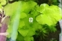 ROŚLINY AKWARIOWE Nymphoides hydrophylla 'Taiwan' (Grzybieńczyk Tajwański) - Roślina do akwarium na 2-3 plan.
