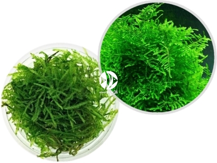 IN-VITRO Taxiphyllum Spiky Moss - Mech akwariowy, roślina na korzeń, skałę