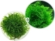 IN-VITRO Taxiphyllum Spiky Moss - Mech akwariowy, roślina na korzeń, skałę