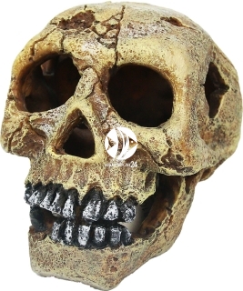 AQUA DELLA Skull-L (236-104309) - Czaszka, dekoracja do akwarium