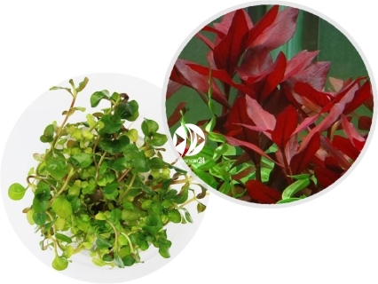 IN-VITRO Ludwigia Repens - Roślina czerwona, łatwa w uprawie, na trzeci plan