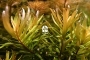 ROŚLINY AKWARIOWE Ammannia Pedicellata Golden - Roślina akwariowa o żółto złotym zabarwieniu