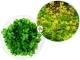 IN-VITRO Ammania sp. 'Bonsai' - Roślina łodygowa zielona, na drugi plan