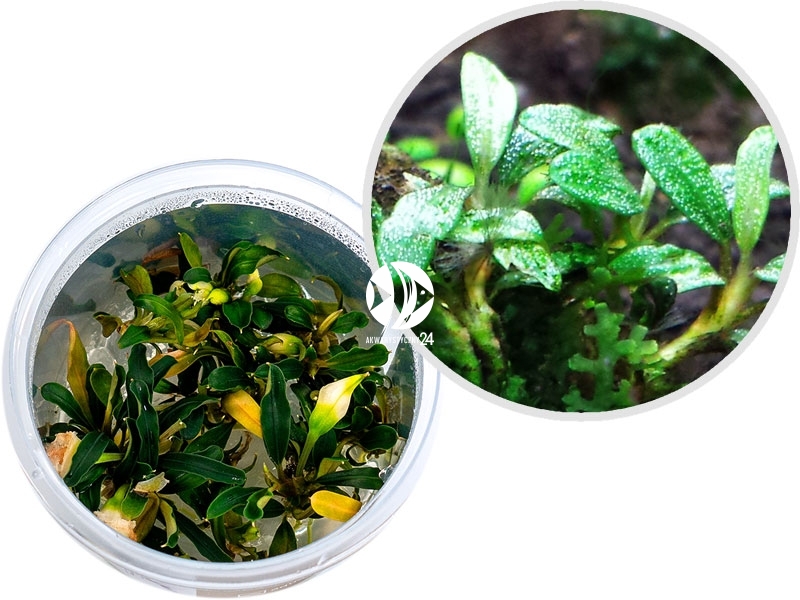 In Vitro Bucephalandra Sp Aqua Artica Akwarystyczny24 Pl