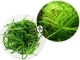 IN-VITRO Heteranthera Zosterifolia - Wysoka roślina, zielona, łatwa w uprawie, na drugi plan