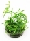 IN-VITRO Heteranthera Zosterifolia - Wysoka roślina, zielona, łatwa w uprawie, na drugi plan