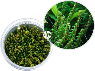 IN-VITRO Rotala sp.'Pearl' - Roślina zielona, drobnolistna, na drugi plan