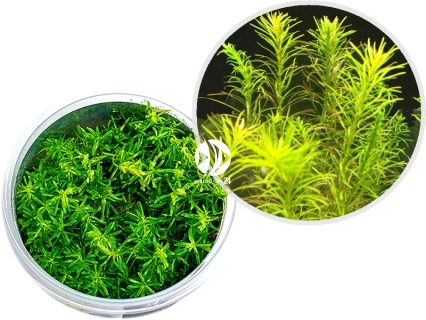 IN-VITRO Rotala sp.'Nanjenshan' - Roślina zielona, drobnolistna, na trzeci plan