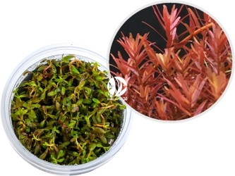 IN-VITRO Rotala sp.'Yao Yai' - Wysoka roślina czerwona, szybko rosnąca, na trzeci plan