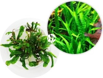 IN-VITRO Microsorum Pteropus - Paproć wodna, roślina zielona, łatwa w uprawie, na drugi plan