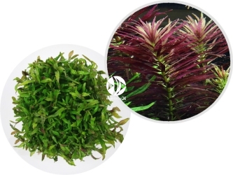 IN-VITRO Limnophila Hippuridoides - Roślina łodygowa, fioletowa, łatwa w uprawie, na trzeci plan