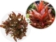 IN-VITRO Alternanthera Reineckii 'Lilacina' - Wysoka roślina łodygowa, czerwona, na trzeci plan