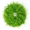 IN-VITRO Eleocharis Acicularis 'Mini' - Trawnik, roślina trawnikowa, zielona
