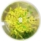 IN-VITRO Glossostigma Elatinoides 'Platinum' - Trawnik, roślina trawnikowa, żółta