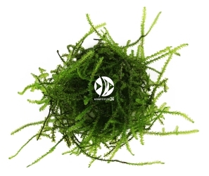 ROŚLINY AKWARIOWE Creeping Moss - Mech o dużych zielonych gałązkach