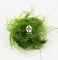 ROŚLINY AKWARIOWE Stringy Moss - Mech rozrastający się pionowo o długich drobnych gałązkach