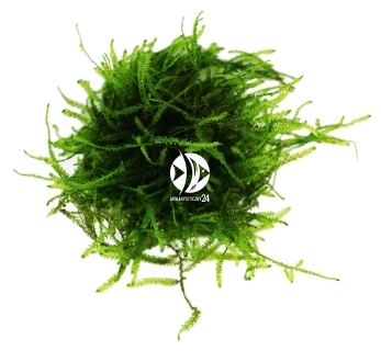 ROŚLINY AKWARIOWE Mini Taiwan Moss - Drobny mech o żywozielonych drobnych gałązkach