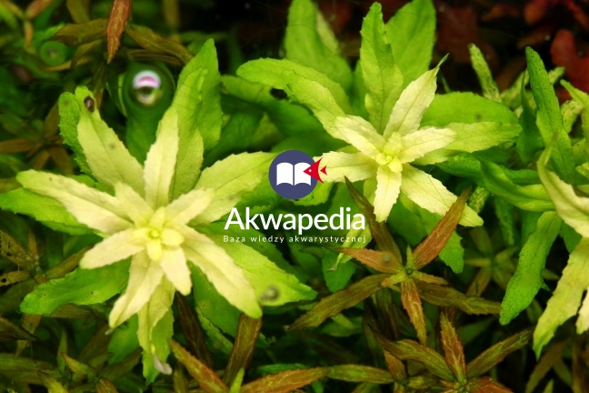 Chloroza wierzchołkowa u Pogostemon sp. Pierwszy etap niedoboru składnika słabo mobilnego. Chloroza wierzchołkowa - rośliny akwariowe