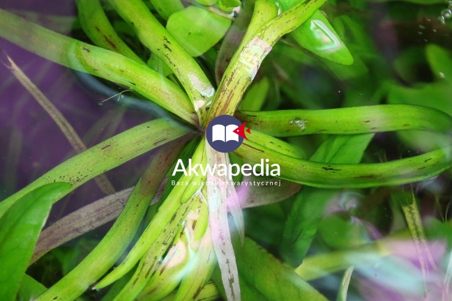 Nekroza wierzchołka Eichornia Azurea. Kolejny etap degradacji po chlorozie. Nekrozy wierzchołkowe - rośliny akwariowe